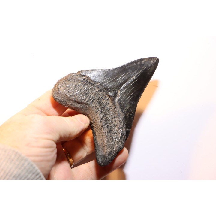 shark teeth: CARCHARODON MEGALODON