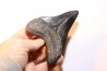 12.1 cm!!! - dent de requin: CARCHARODON MEGALODON