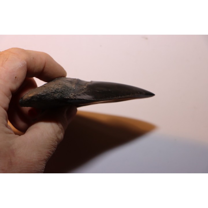 shark teeth: CARCHARODON MEGALODON