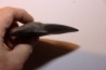 12.1 cm!!! - dent de requin: CARCHARODON MEGALODON