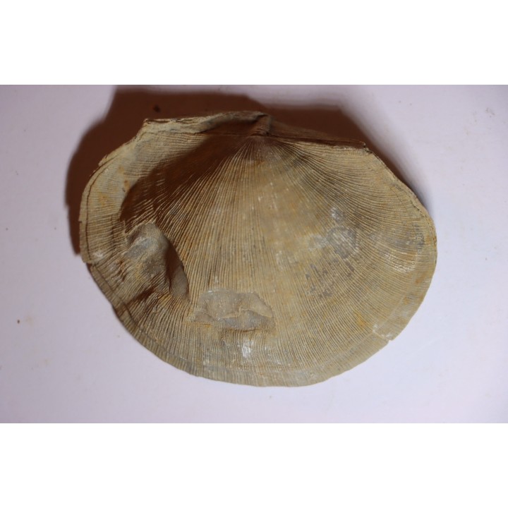 DERBYA CYMBULA  - lower permien - Cowley county, Kansas, USA