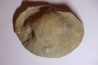 DERBYA CYMBULA  - lower permian - Cowley county, Kansas, USA