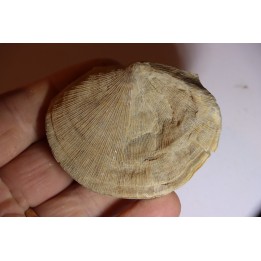 DERBYA CYMBULA  - lower permian - Cowley county, Kansas, USA