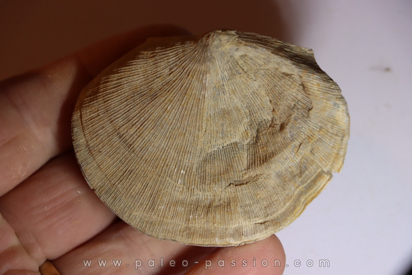 DERBYA CYMBULA - lower permien - Cowley county, Kansas, USA