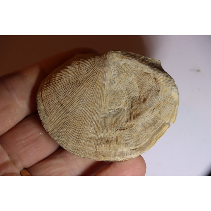 DERBYA CYMBULA  - lower permien - Cowley county, Kansas, USA
