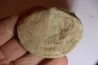 DERBYA CYMBULA  - lower permian - Cowley county, Kansas, USA