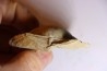 DERBYA CYMBULA  - lower permian - Cowley county, Kansas, USA