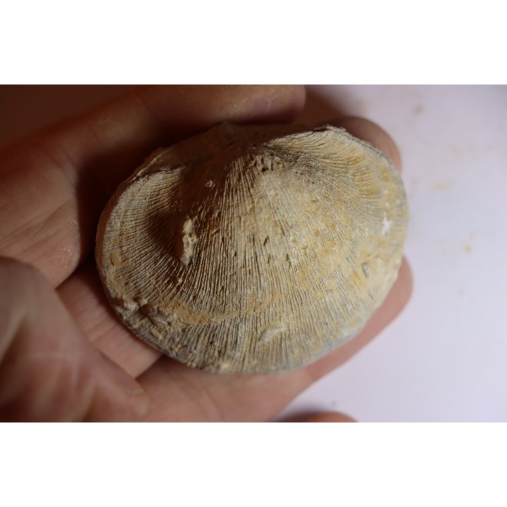 DERBYA CYMBULA  - lower permian - Cowley county, Kansas, USA