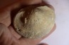 DERBYA CYMBULA - lower permien - Cowley county, Kansas, USA