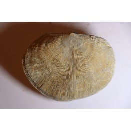DERBYA CYMBULA  - lower permian - Cowley county, Kansas, USA