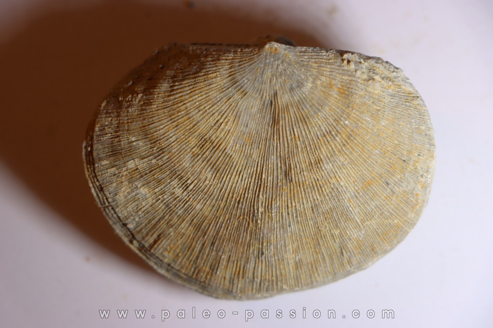 DERBYA CYMBULA - lower permien - Cowley county, Kansas, USA