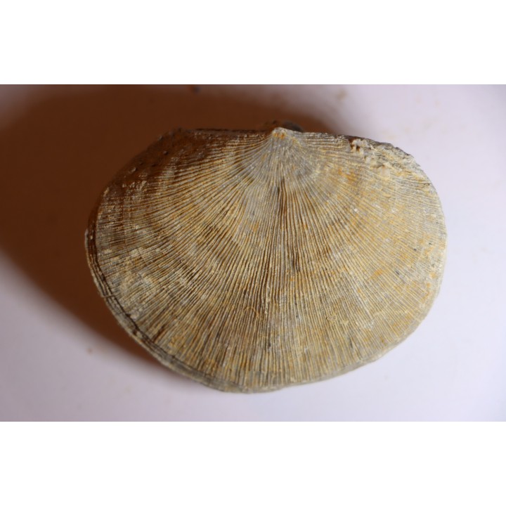 DERBYA CYMBULA  - lower permian - Cowley county, Kansas, USA