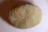 DERBYA CYMBULA - lower permien - Cowley county, Kansas, USA