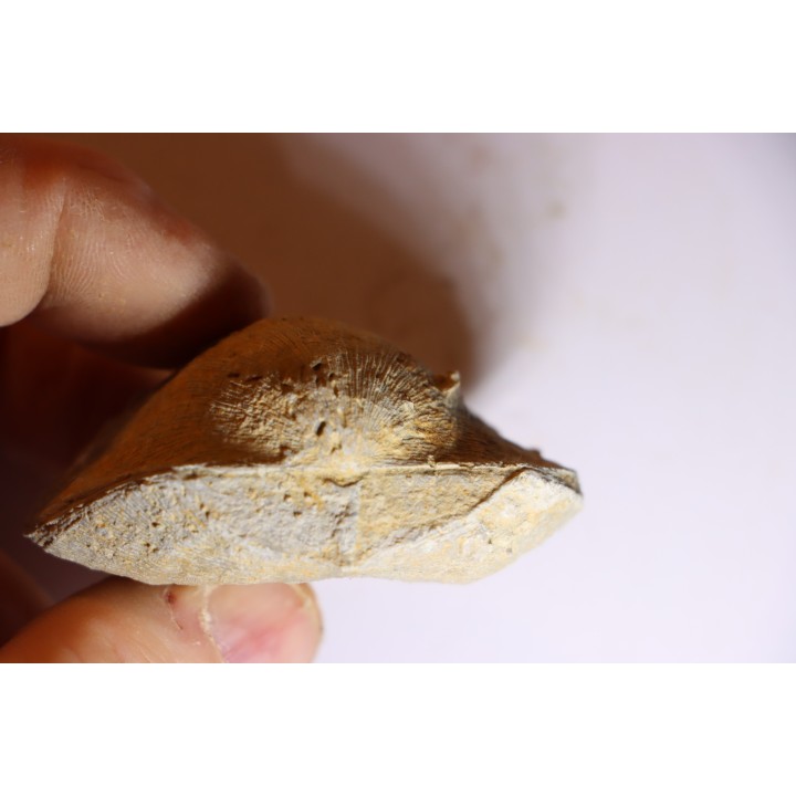 DERBYA CYMBULA  - lower permian - Cowley county, Kansas, USA