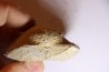 DERBYA CYMBULA - lower permien - Cowley county, Kansas, USA