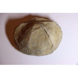 DERBYA CYMBULA  - lower permian - Cowley county, Kansas, USA