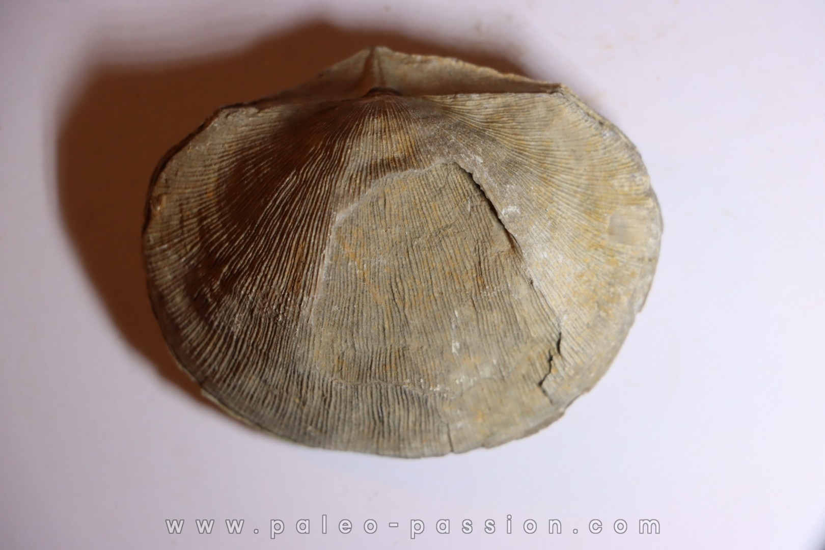 DERBYA CYMBULA - lower permien - Cowley county, Kansas, USA