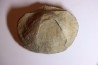 DERBYA CYMBULA  - lower permian - Cowley county, Kansas, USA