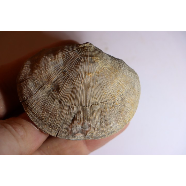 DERBYA CYMBULA  - lower permien - Cowley county, Kansas, USA