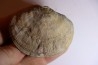 DERBYA CYMBULA  - lower permian - Cowley county, Kansas, USA