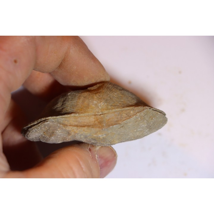 DERBYA CYMBULA  - lower permian - Cowley county, Kansas, USA