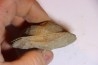 DERBYA CYMBULA - lower permien - Cowley county, Kansas, USA