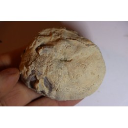 DERBYA CYMBULA  - lower permian - Cowley county, Kansas, USA