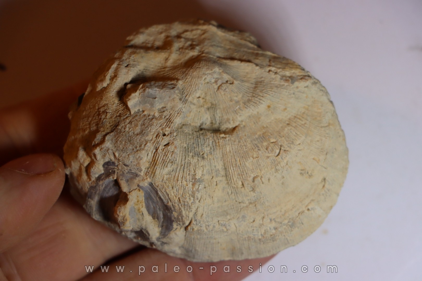 DERBYA CYMBULA - lower permien - Cowley county, Kansas, USA