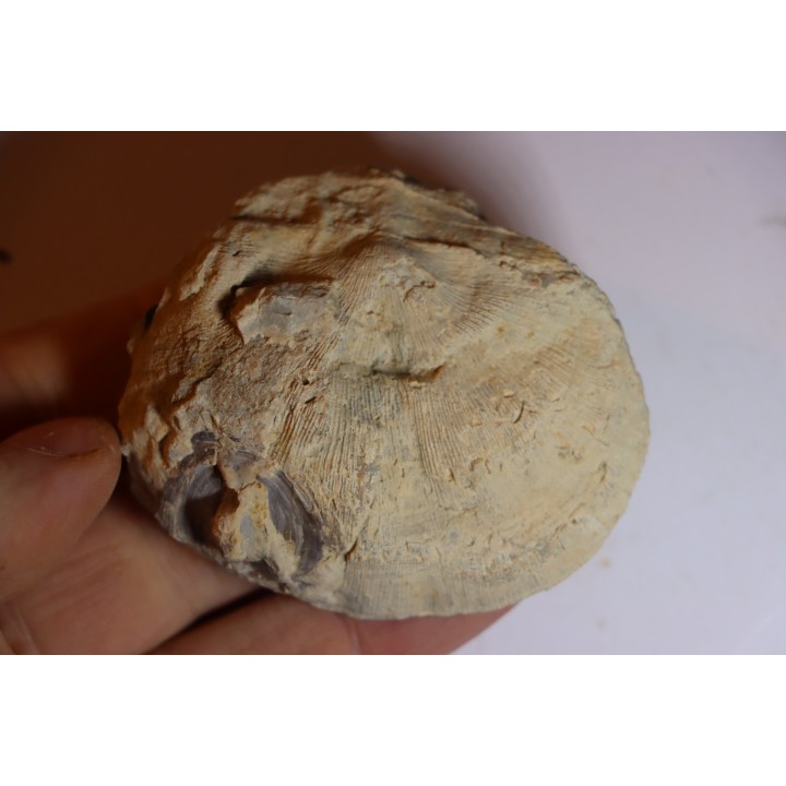 DERBYA CYMBULA  - lower permian - Cowley county, Kansas, USA