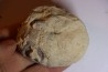 DERBYA CYMBULA  - lower permian - Cowley county, Kansas, USA