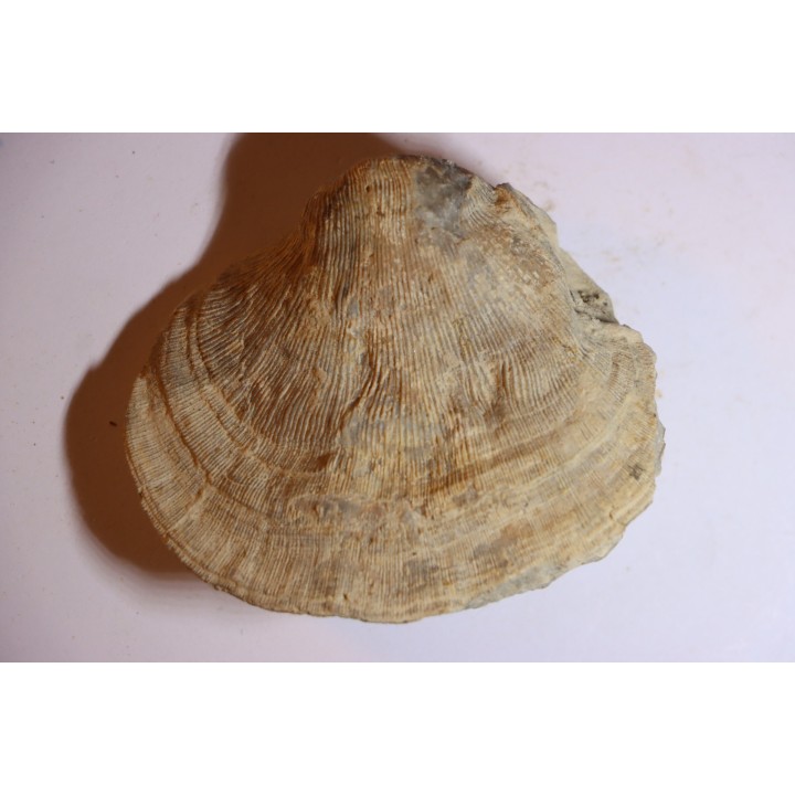 DERBYA CYMBULA  - lower permian - Cowley county, Kansas, USA