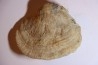 DERBYA CYMBULA - lower permien - Cowley county, Kansas, USA