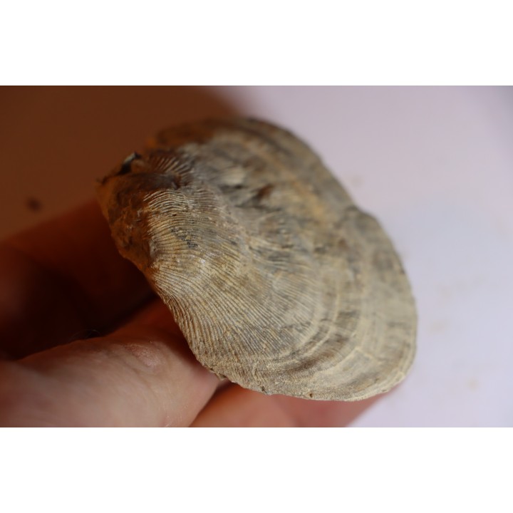 DERBYA CYMBULA  - lower permian - Cowley county, Kansas, USA