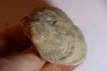 DERBYA CYMBULA - lower permien - Cowley county, Kansas, USA