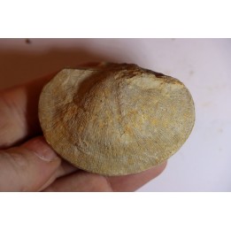 DERBYA CYMBULA  - lower permian - Cowley county, Kansas, USA