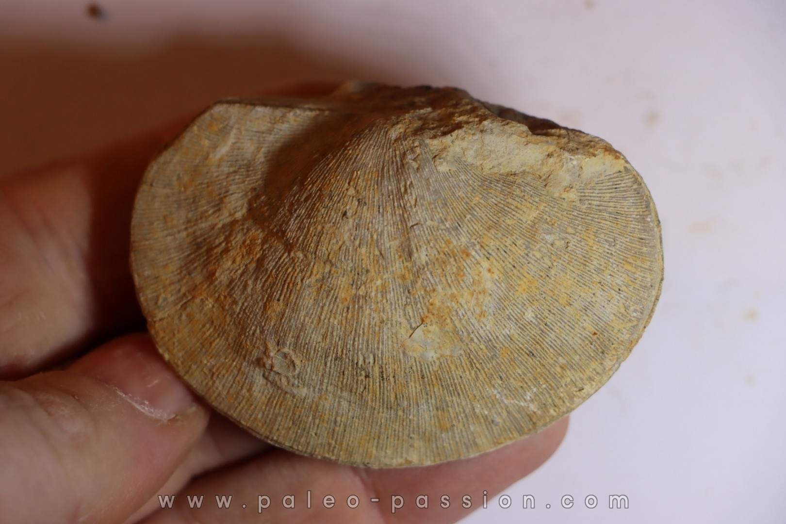 DERBYA CYMBULA - lower permien - Cowley county, Kansas, USA