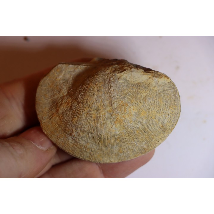 DERBYA CYMBULA  - lower permian - Cowley county, Kansas, USA