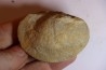 DERBYA CYMBULA - lower permien - Cowley county, Kansas, USA