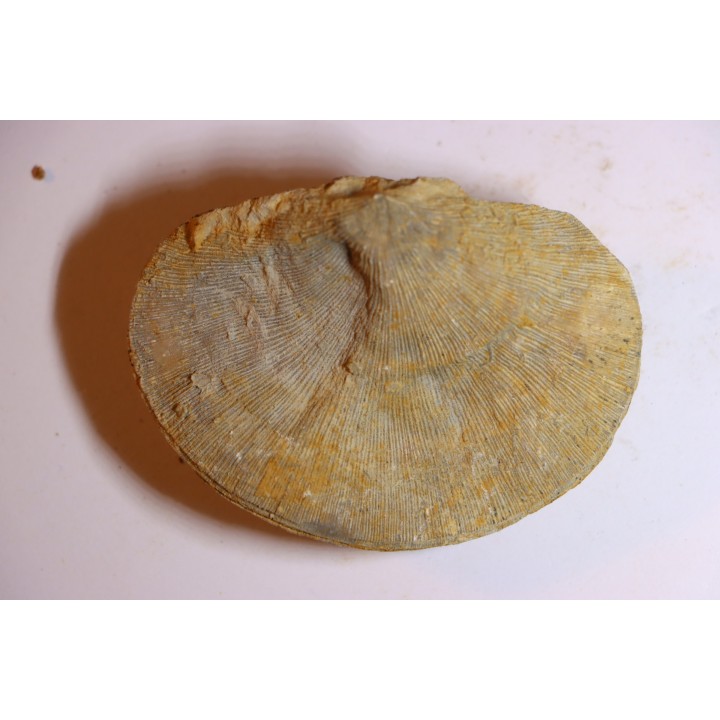 DERBYA CYMBULA  - lower permien - Cowley county, Kansas, USA