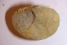 DERBYA CYMBULA  - lower permian - Cowley county, Kansas, USA