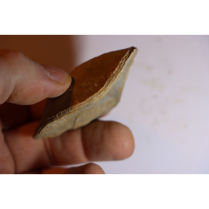 DERBYA CYMBULA  - lower permian - Cowley county, Kansas, USA