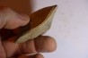DERBYA CYMBULA  - lower permian - Cowley county, Kansas, USA
