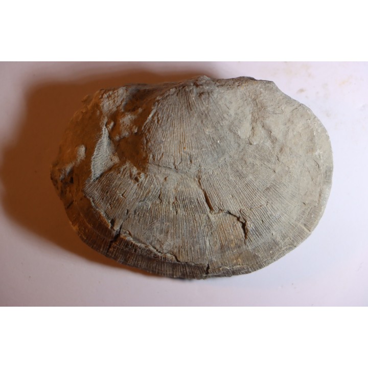 DERBYA CYMBULA  - lower permien - Cowley county, Kansas, USA