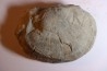 DERBYA CYMBULA - lower permien - Cowley county, Kansas, USA