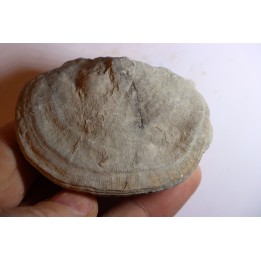 DERBYA CYMBULA  - lower permian - Cowley county, Kansas, USA