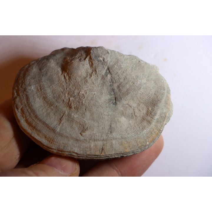 DERBYA CYMBULA  - lower permian - Cowley county, Kansas, USA