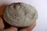 DERBYA CYMBULA - lower permien - Cowley county, Kansas, USA
