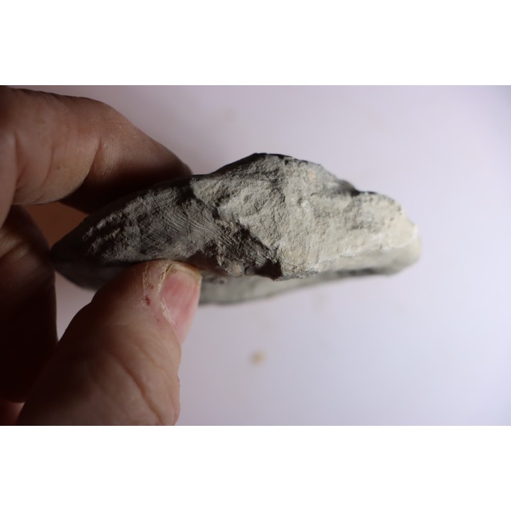 DERBYA CYMBULA  - lower permien - Cowley county, Kansas, USA