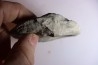 DERBYA CYMBULA - lower permien - Cowley county, Kansas, USA