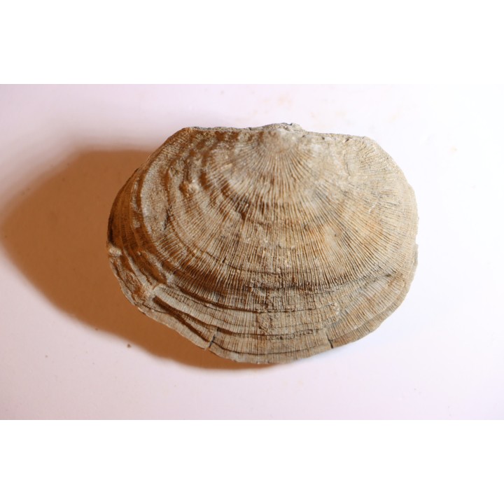 DERBYA CYMBULA  - lower permian - Cowley county, Kansas, USA